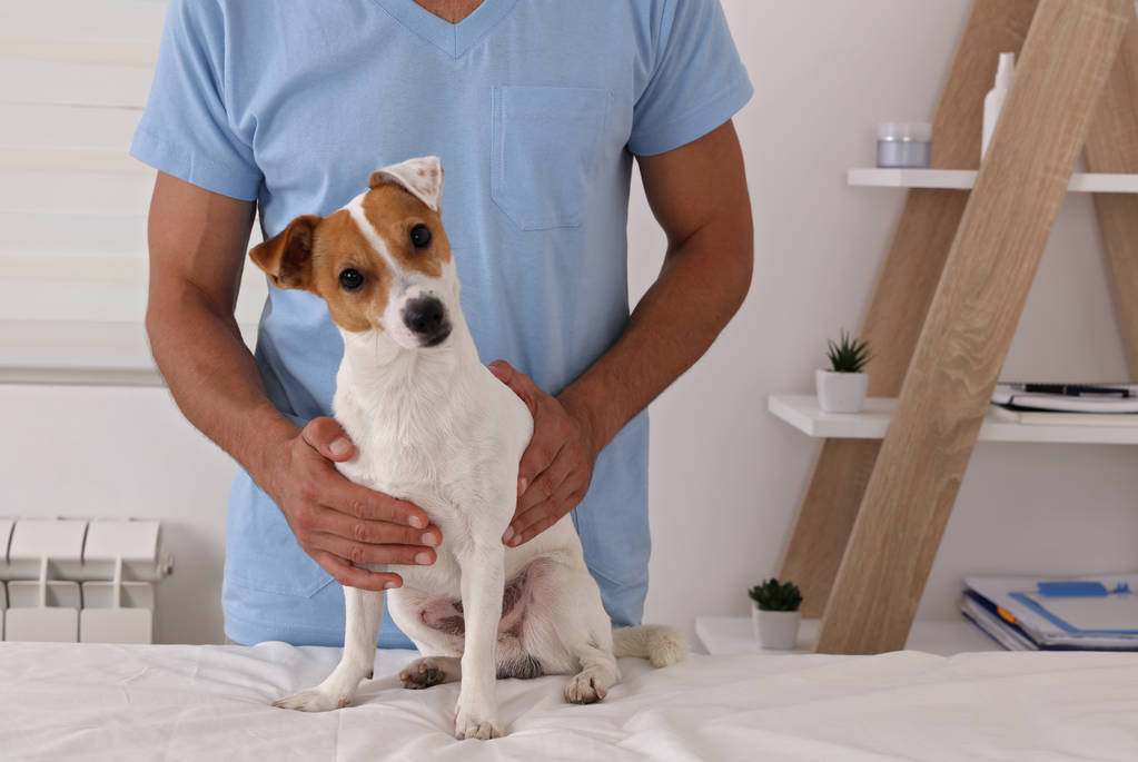 獣医の心配。獣医医師と犬のジャック ラッセル テリア - 写真・画像