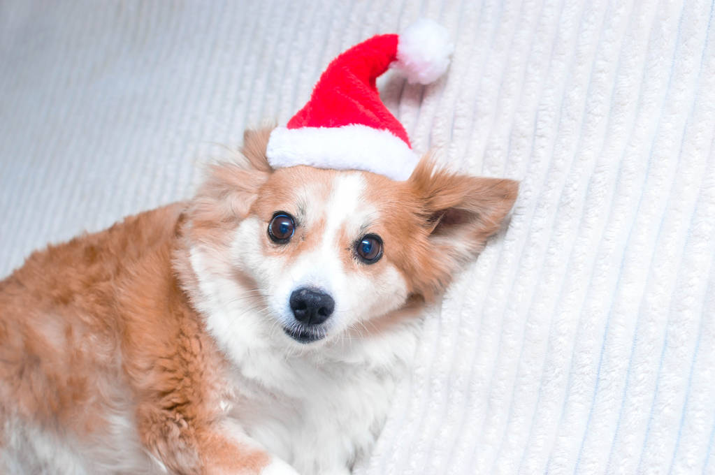 Κόκκινος σκύλος στο καπέλο του Αϊ Βασίλη. Η ιδέα του νέου έτους και των Χριστουγέννων. 2020 - Φωτογραφία, εικόνα