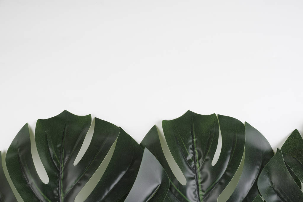 Backdrop or background with a Monstera deliciosa, the ceriman leaves over white background - Photo, Image