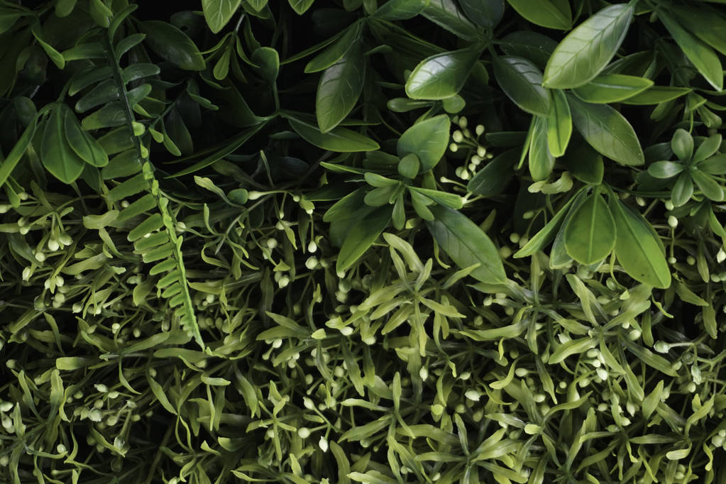 marco completo de hojas verdes y pequeñas flores blancas
  - Foto, Imagen
