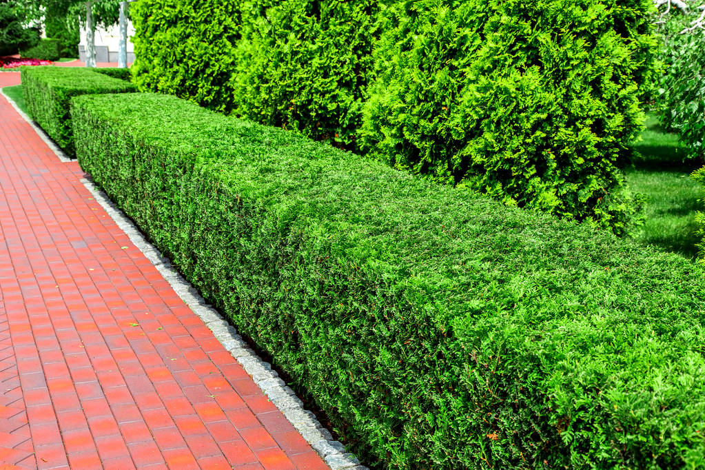 cerca de arbustos thuja quadrados tosquiados ao longo da calçada pedestre vermelha no jardim do quintal em um dia ensolarado de verão
. - Foto, Imagem