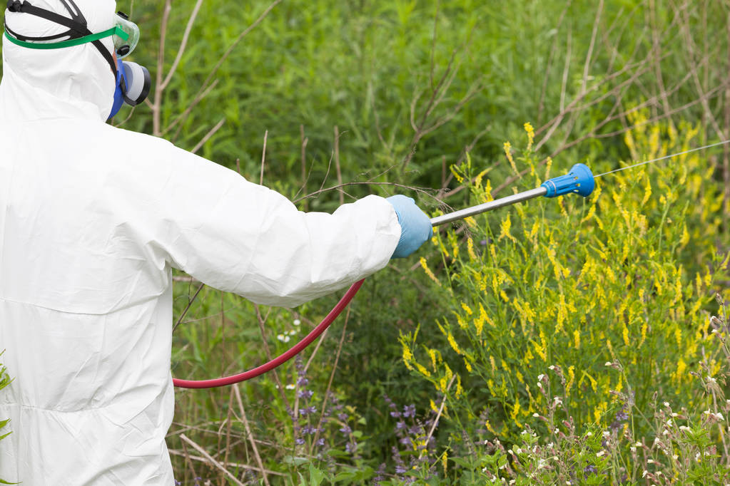 Homem de roupa de trabalho protectora a pulverizar herbicida em ragweed. Controle de ervas daninhas
. - Foto, Imagem