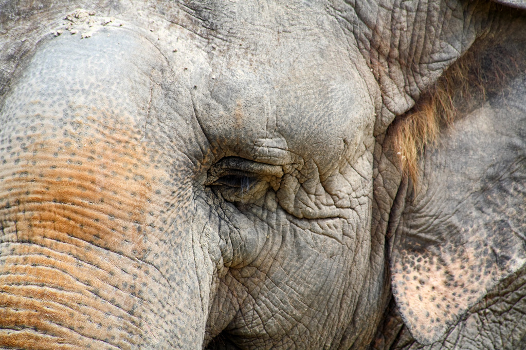 象のクローズ アップ - 写真・画像