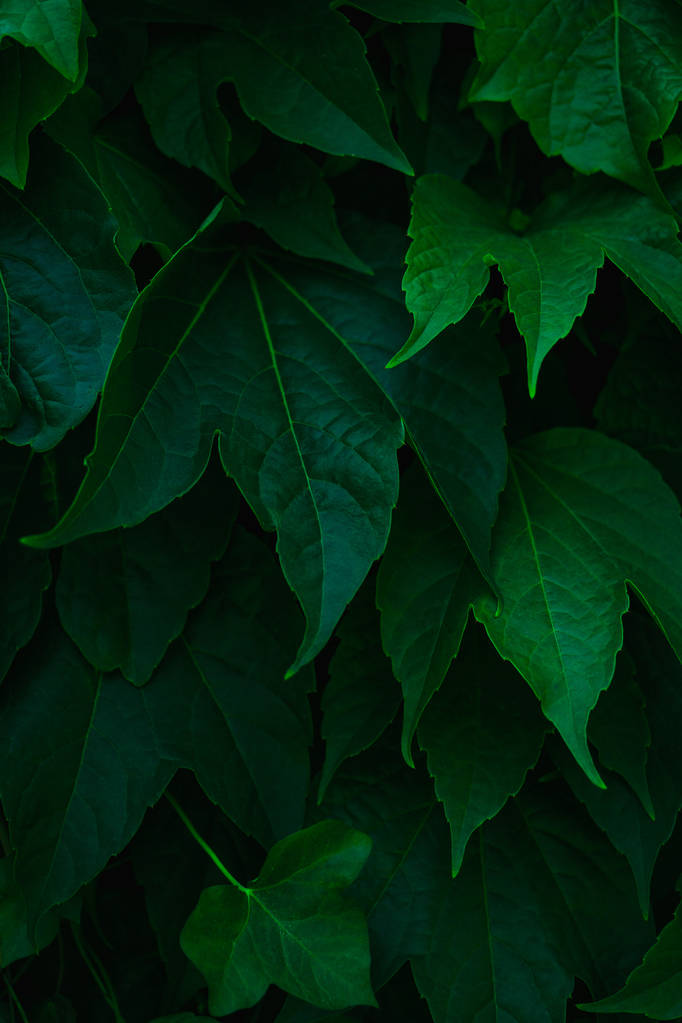 Verse groene bladeren die de muur bedekken. Natuurlijke groene achtergrond f - Foto, afbeelding