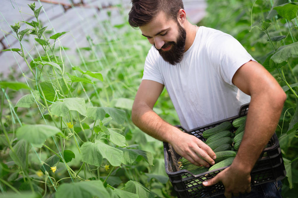 Férfi csinos farmer szedés friss uborka, a melegház kertjében - Fotó, kép