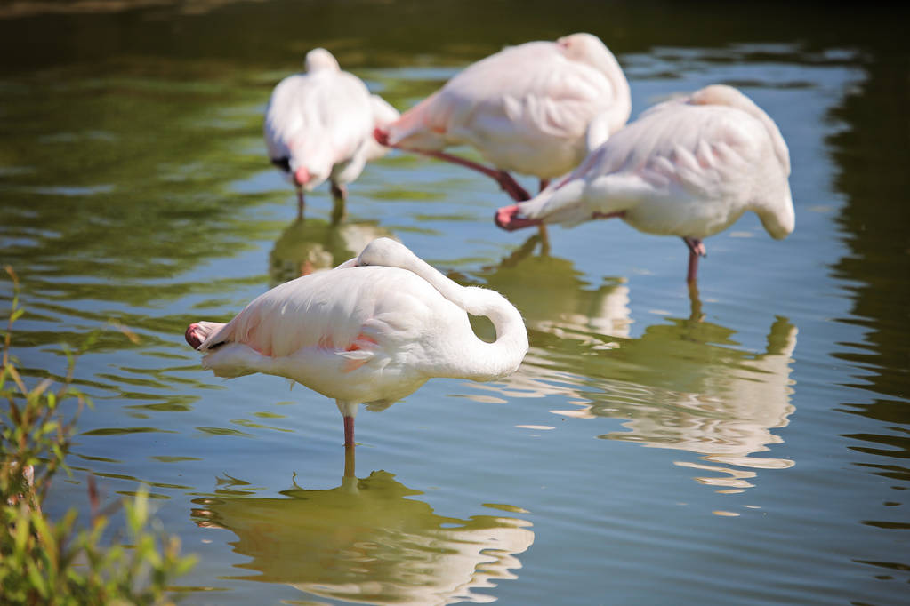 Valkoinen flamingo nukkuu
 - Valokuva, kuva