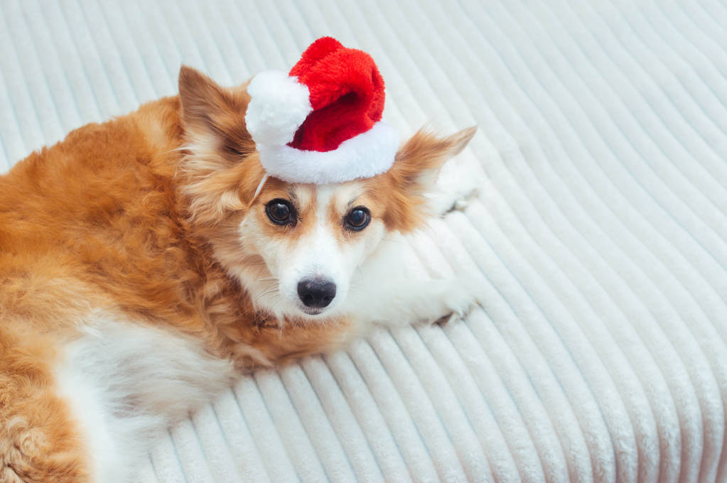 Noel Baba şapkalı sevimli köpek. Konsept Yeni Yıl ve Noel. 2020. Kart - Fotoğraf, Görsel