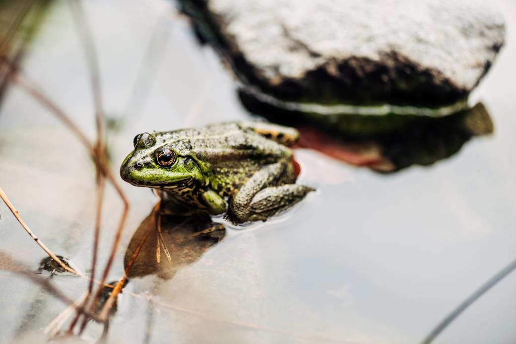 dışında nehirde yeşil kurbağa seçici odak  - Fotoğraf, Görsel