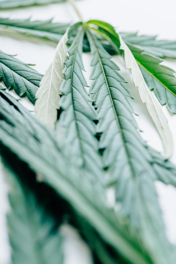 Vihreän marihuanan lehtien valikoiva keskittäminen valkoiseen taustaan
  - Valokuva, kuva