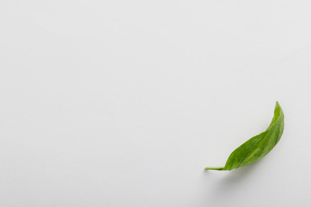 Widok z góry świeżego pachnący liść bazylii na białym tle - Zdjęcie, obraz