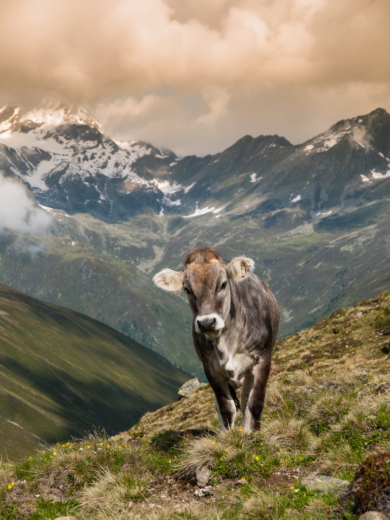 αλπικό αγελάδα στην περιοχή sellrein - Φωτογραφία, εικόνα