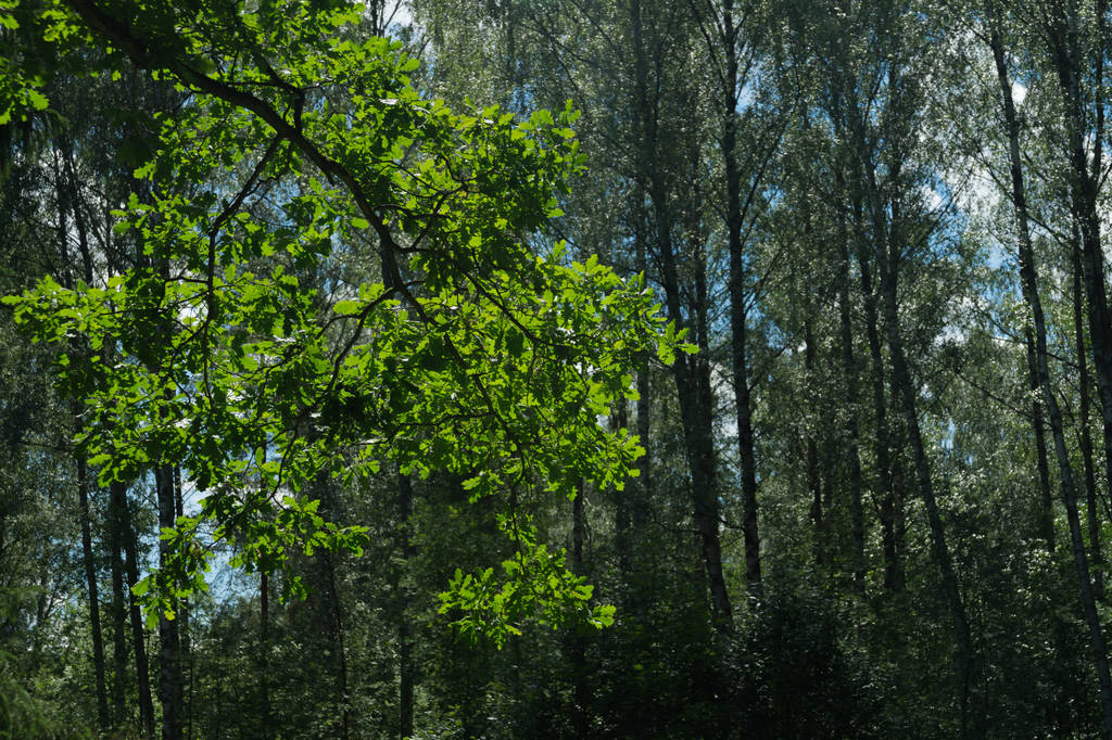 Lato Las tło. zieleni i liści - Zdjęcie, obraz