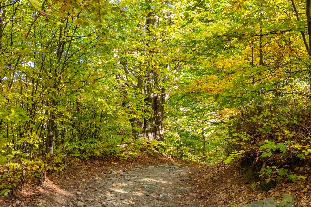 Podzimní stromy lesní krajina - Fotografie, Obrázek