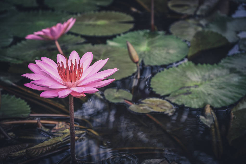 Una hermosa flor de loto rosa - Foto, imagen