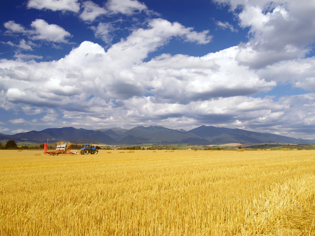 buğday hasat Slovakya - Fotoğraf, Görsel