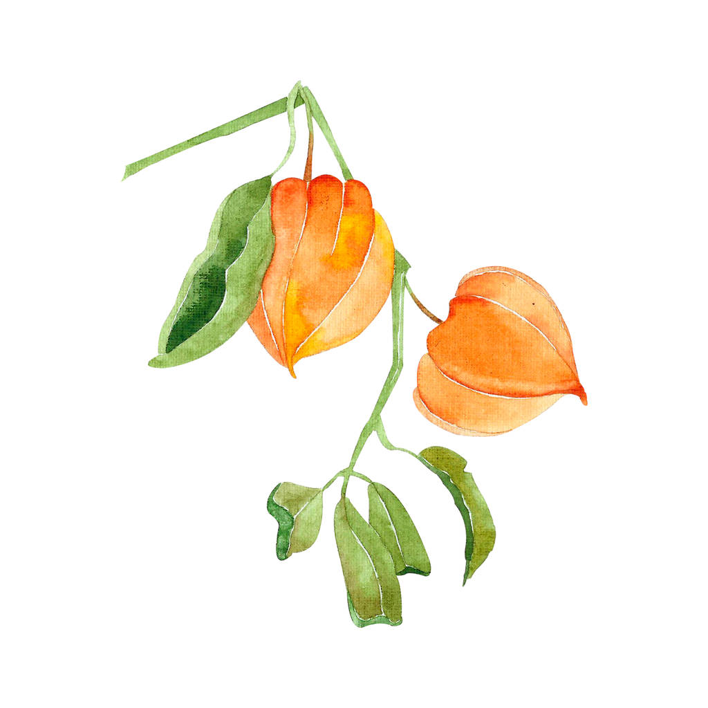 Pomarańczowy Pęcherzyca roślin na białym tle - Zdjęcie, obraz