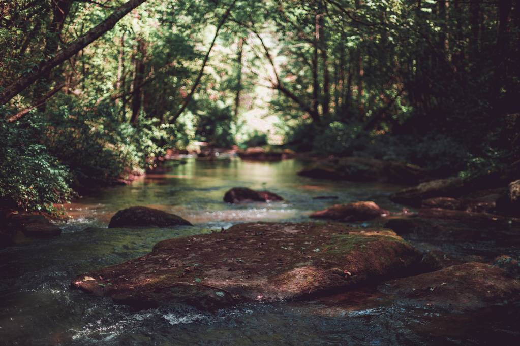 Ormandaki küçük bir nehrin güzel görüntüsü. - Fotoğraf, Görsel