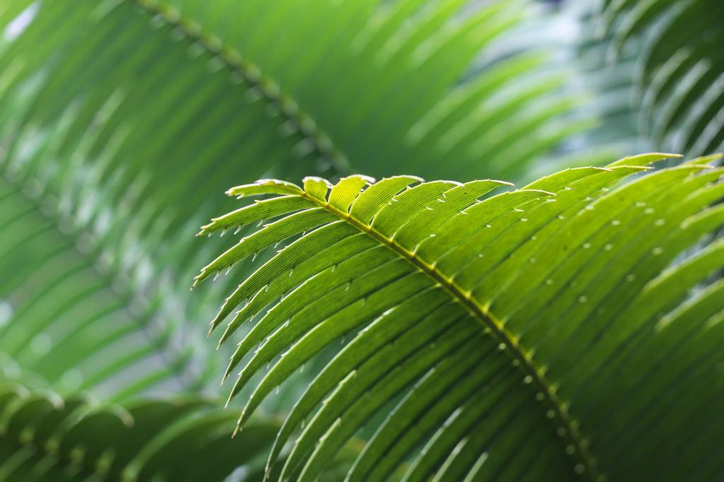 Close-up shot van een groen blad van een tropische plant - Foto, afbeelding