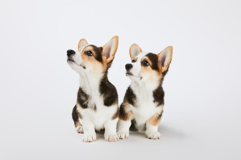 милые валлийские щенки корги глядя в сторону на белом фоне
 - Фото, изображение