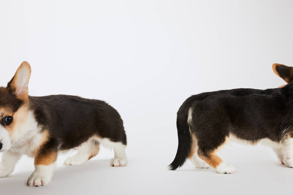 обрезанный вид валлийских щенков корги на белом фоне
 - Фото, изображение