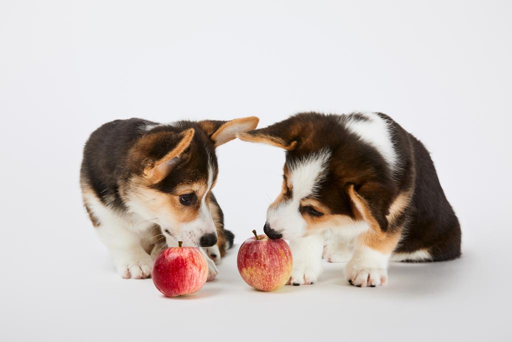 lindos cachorros corgi galeses con manzanas maduras sobre fondo blanco
 - Foto, Imagen