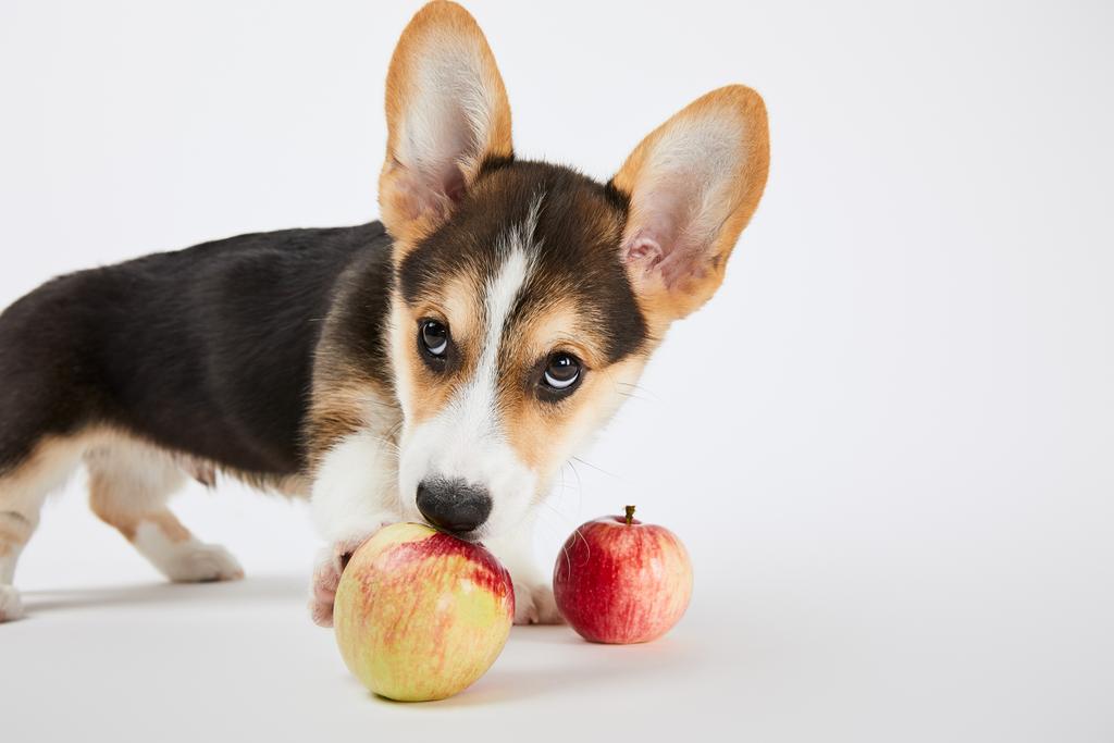 lindo cachorro corgi galés con manzanas maduras deliciosas sobre fondo blanco
 - Foto, Imagen