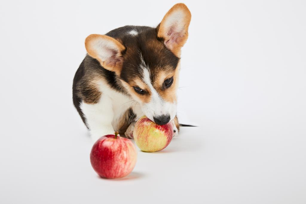 Urocza Welsh Corgi Puppy z dojrzałymi jabłkami na białym tle - Zdjęcie, obraz