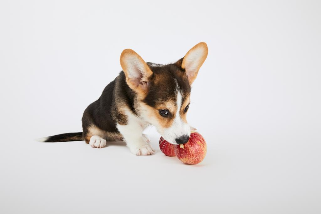 白い背景に熟した赤いリンゴとかわいいウェールズのコーギー子犬 - 写真・画像