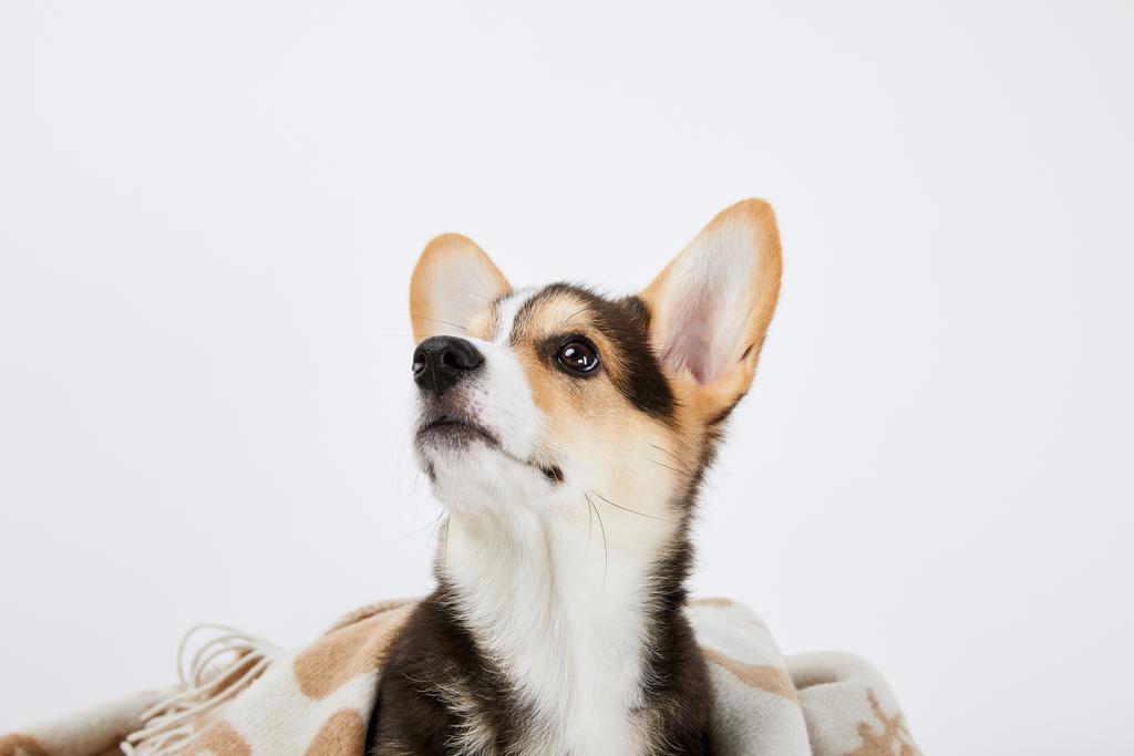 милый валлийский щенок корги в одеяле глядя в сторону изолированы на белом
  - Фото, изображение