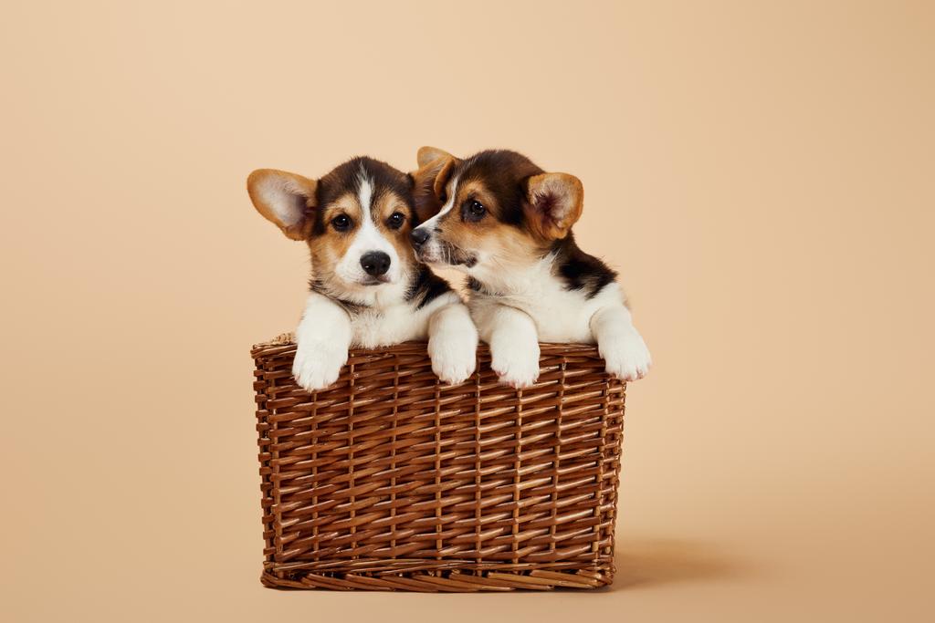 милые валлийские щенки корги в плетеной корзине на бежевом фоне
 - Фото, изображение