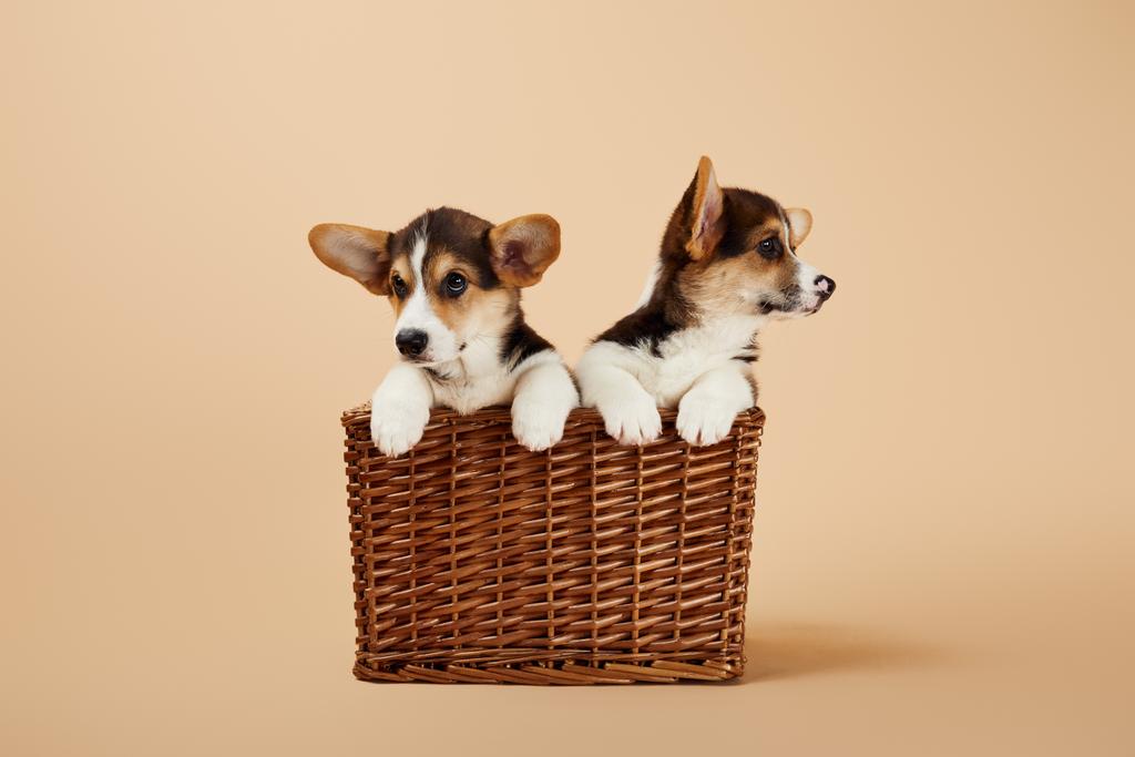 cachorros corgi galeses en canasta de mimbre sobre fondo beige
 - Foto, imagen