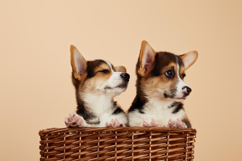 cute welsh corgi puppies in wicker basket looking away isolated on beige - Photo, Image