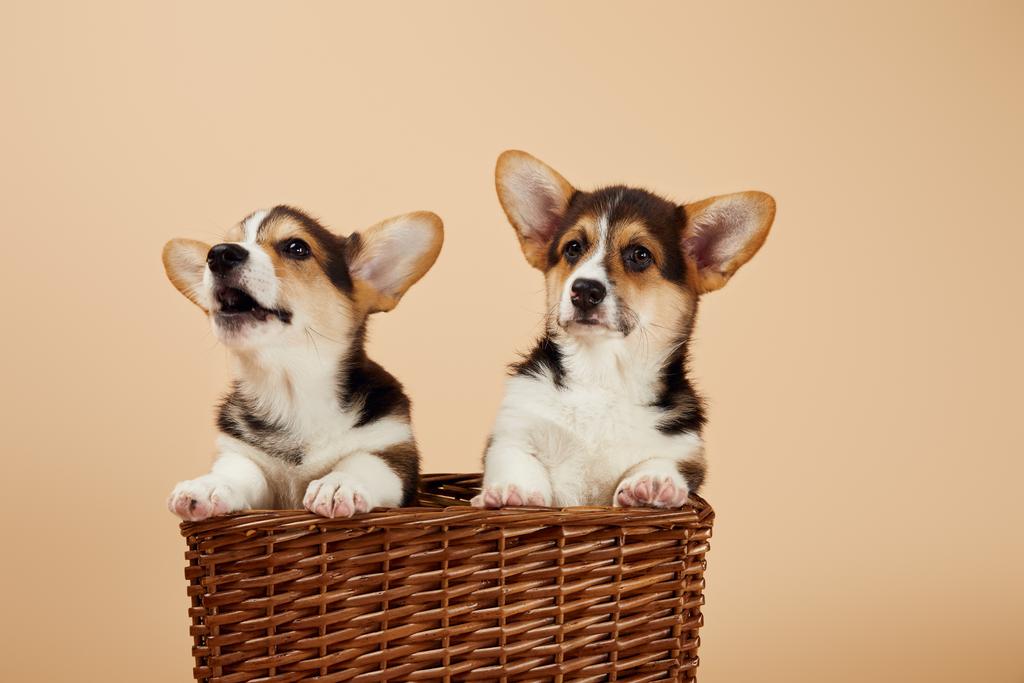 peludo galés corgi cachorros en canasta de mimbre aislado en beige
 - Foto, Imagen