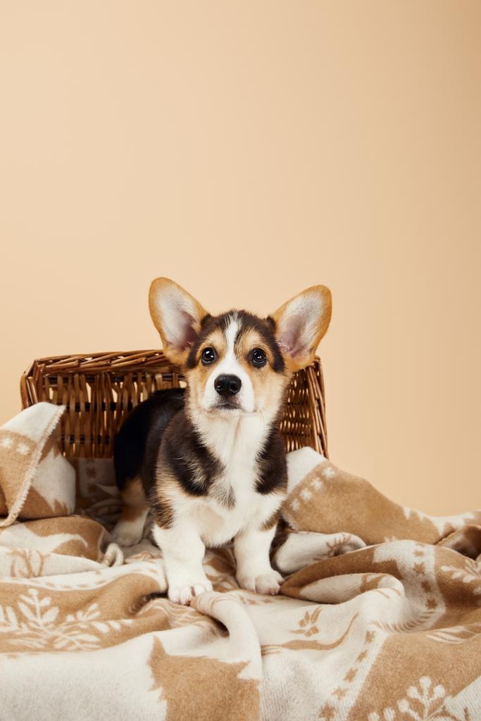 lindo galés corgi cachorro en manta cerca de mimbre cesta aislado en beige
 - Foto, imagen