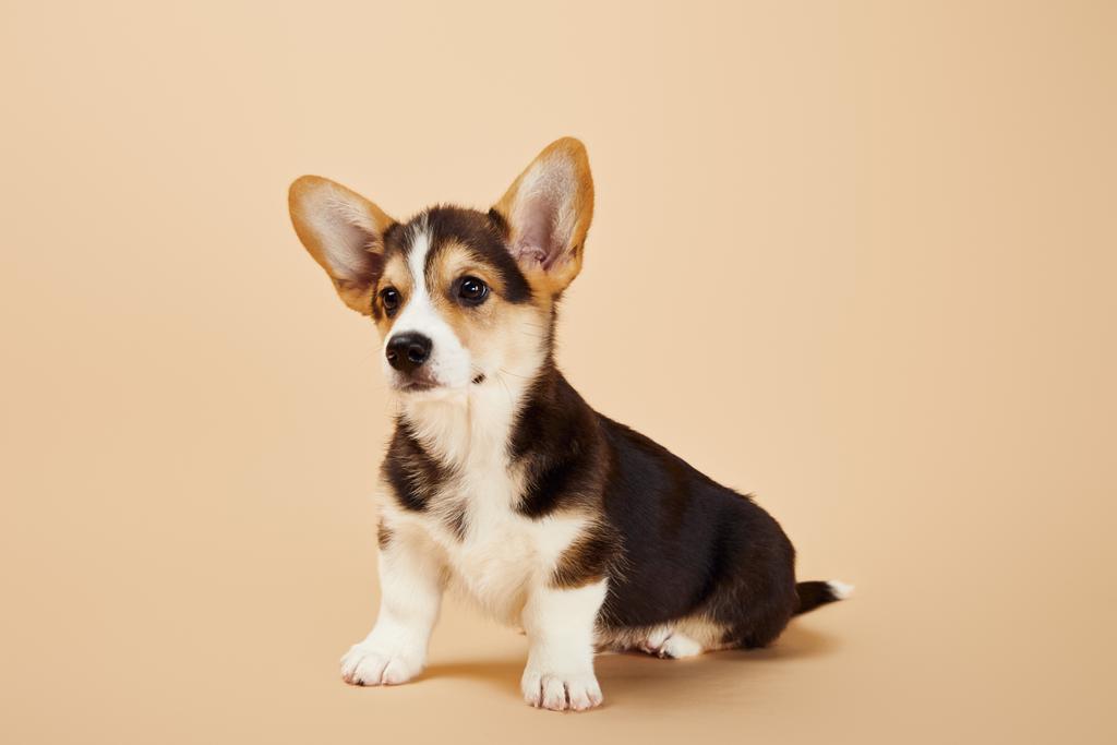 ベージュの背景にかわいいウェールズコーギー子犬 ロイヤリティフリー写真 画像素材