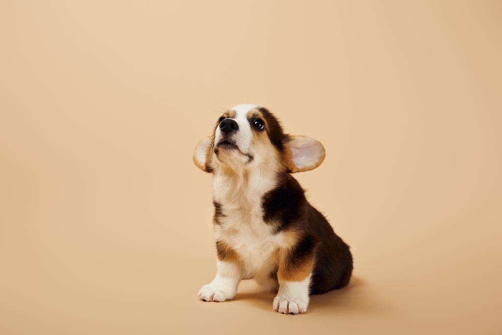 adorable welsh corgi puppy on beige background - Photo, Image