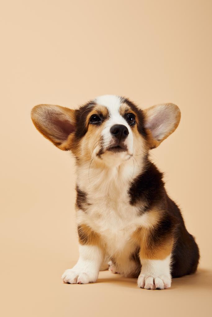 Cute Fluffy Welsh Corgi Puppy On Beige Free Stock Photo and Image