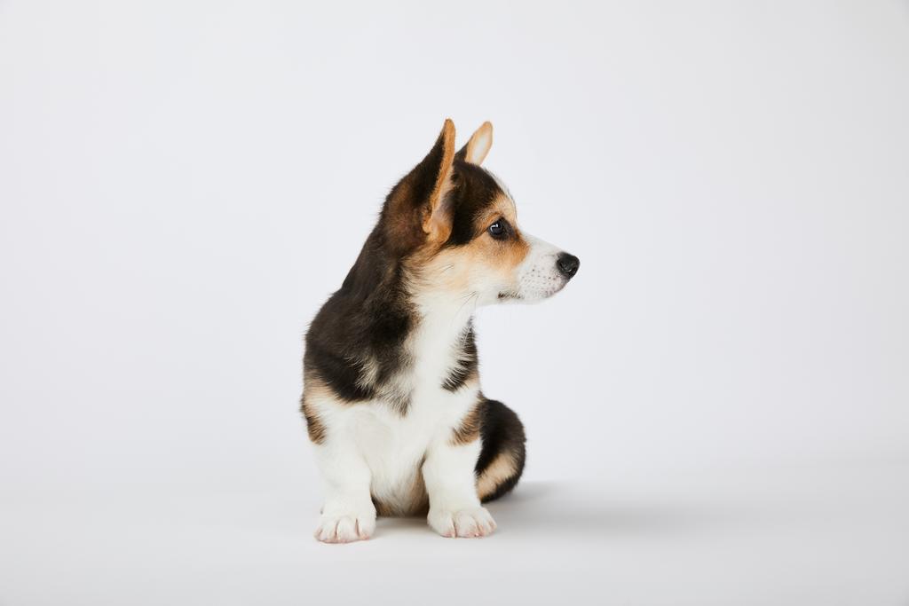 lindo galés corgi cachorro mirando hacia otro lado en blanco
 - Foto, Imagen
