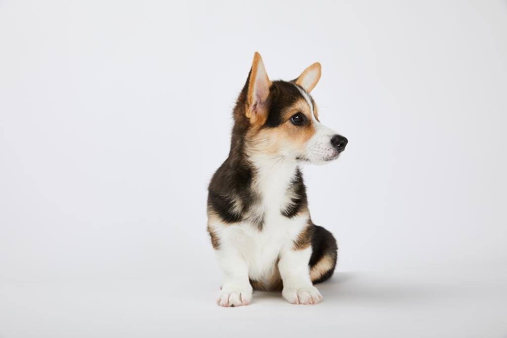 симпатичный щенок корги, сидящий и отводящий взгляд на белом фоне
 - Фото, изображение