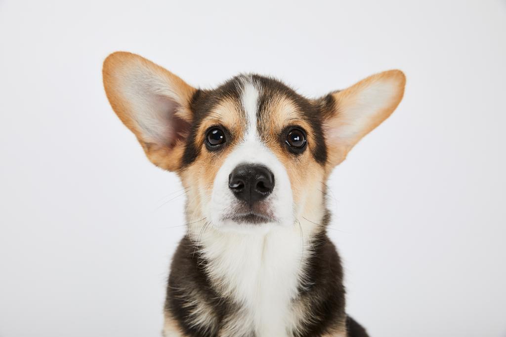 cute welsh corgi puppy looking at camera isolated on white  - Photo, Image