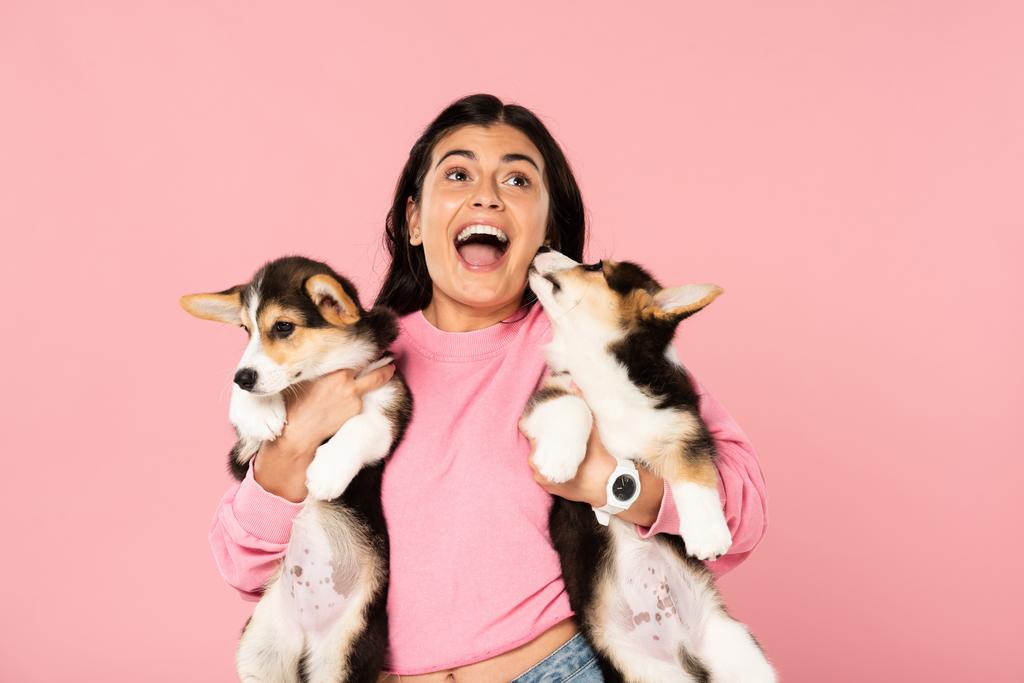 excited girl holding Welsh Corgi puppies, isolated on pink - Photo, Image