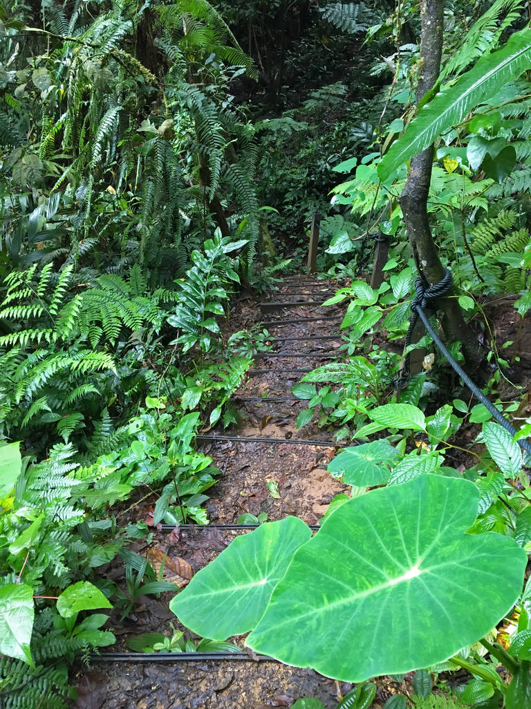 Bishop Trail, tropisch regenwoud met steun touwen bij Fraser ' Hill, Maleisië - Foto, afbeelding