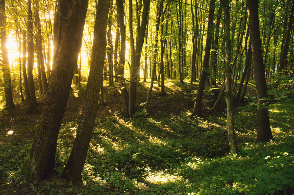 Kayın ormanı, Avrupa'nın başlıca orman oluşum türleri - Fotoğraf, Görsel