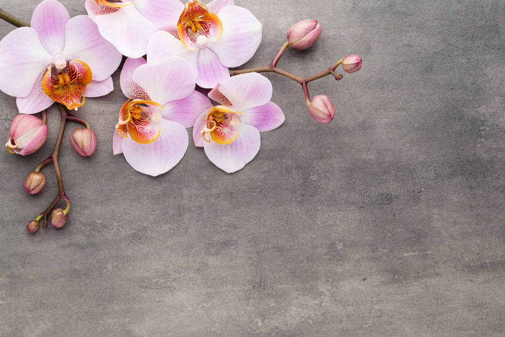 Lázně orchidejí téma objekty na šedém pozadí. - Fotografie, Obrázek
