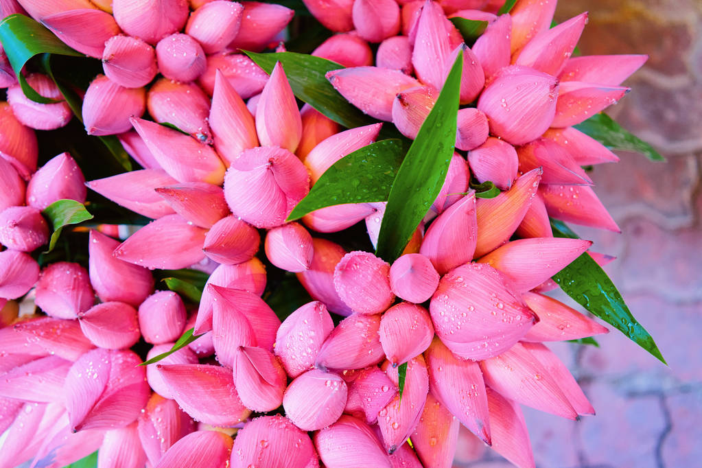Joukko vaaleanpunaisia lootuksen kukkia markkinoilla Ho Chi Minh
 - Valokuva, kuva