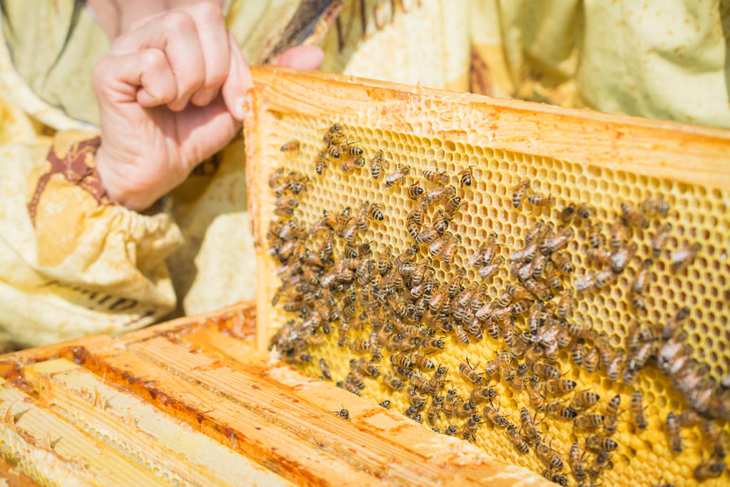 Fondo amarillo, concepto de trabajo en equipo, abejas trabajando en célula de miel
 - Foto, imagen