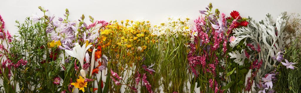 Panoramaaufnahme von Sträußen verschiedenster Wildblumen auf weißem Hintergrund - Foto, Bild