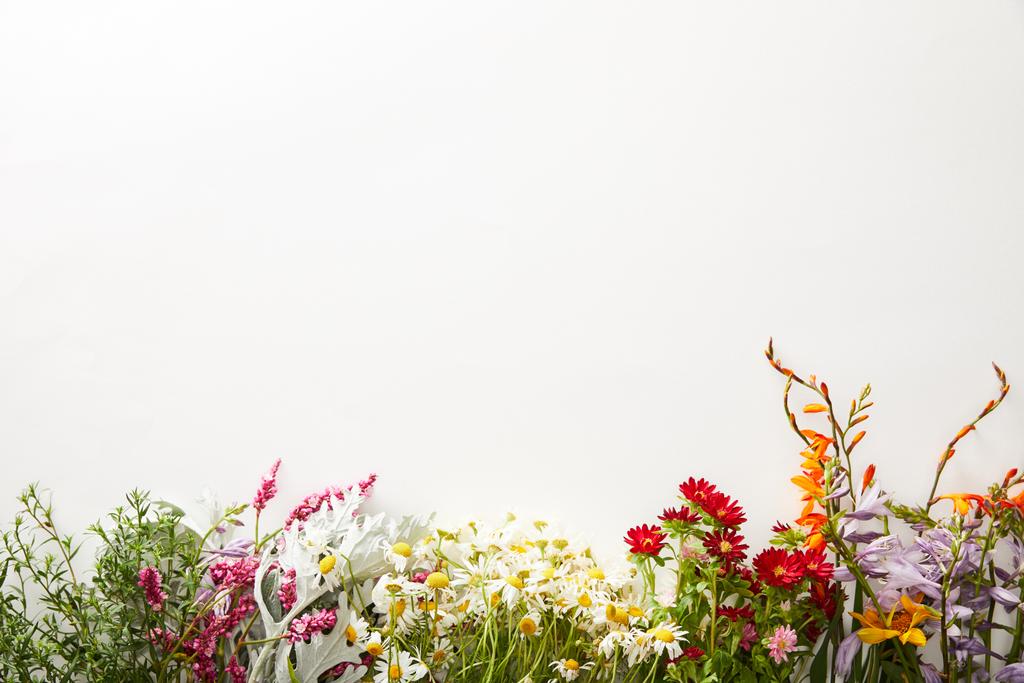 vista superior de flores silvestres y hierbas sobre fondo blanco con espacio de copia
 - Foto, Imagen
