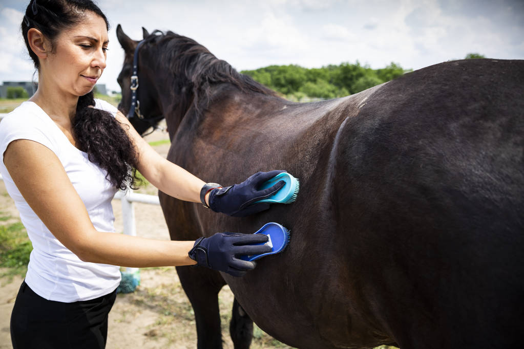 Cleaning the horse with a comb, removing fur and dirt - Photo, Image