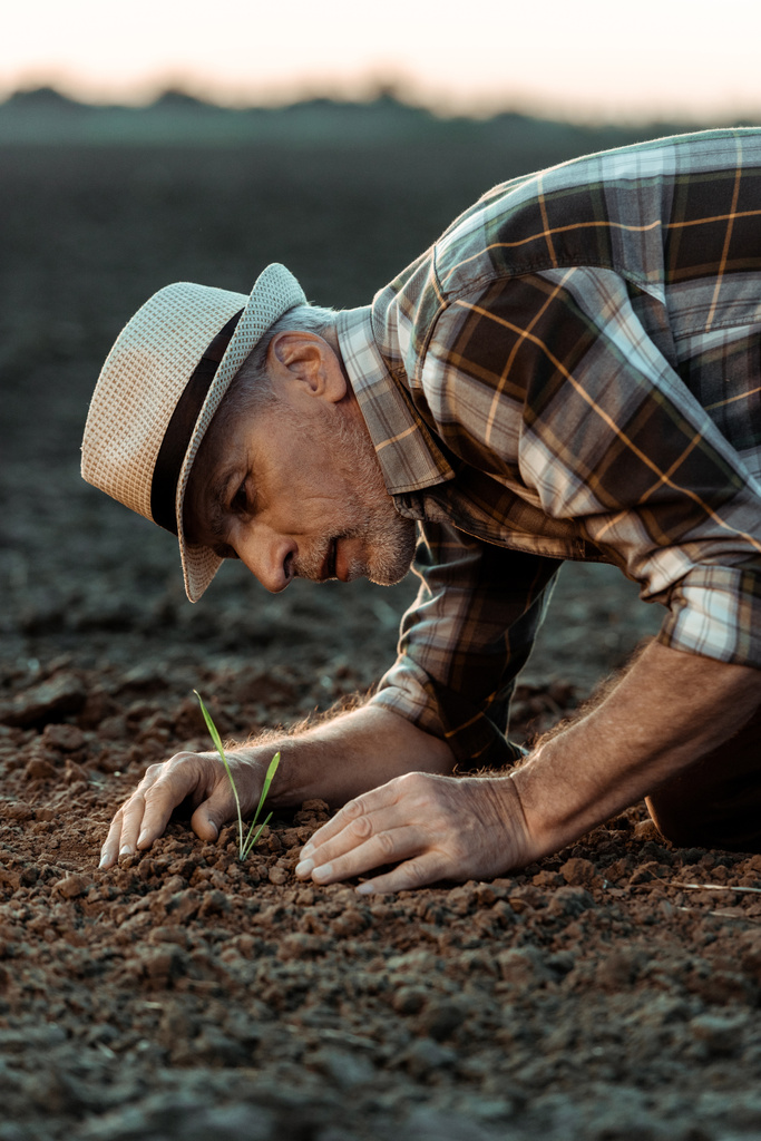 selective focus of self-employed senior farmer looking at small plant in ground  - Photo, Image